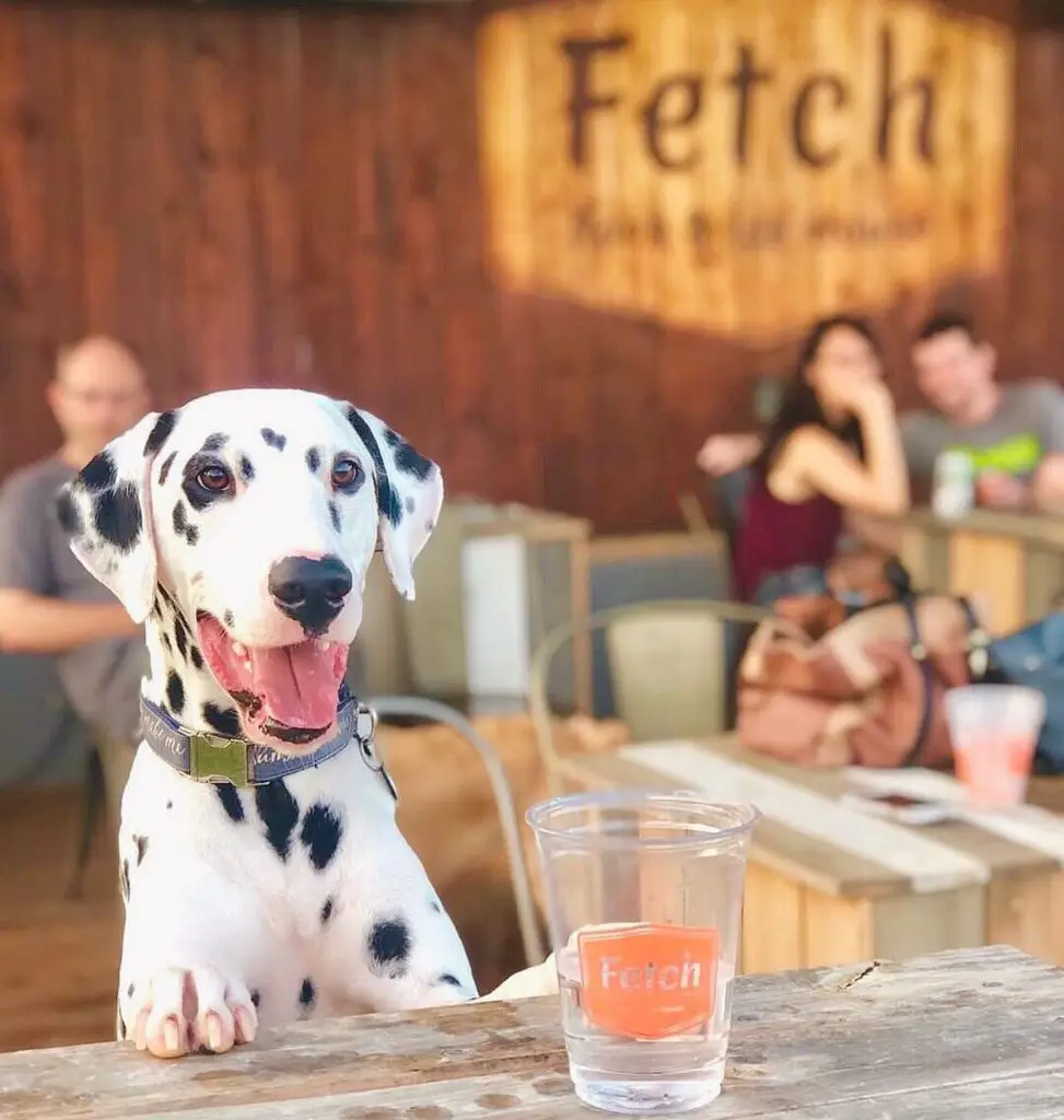 [Exclusive] Dog Park Restaurant Fetch Park Coming To The Works