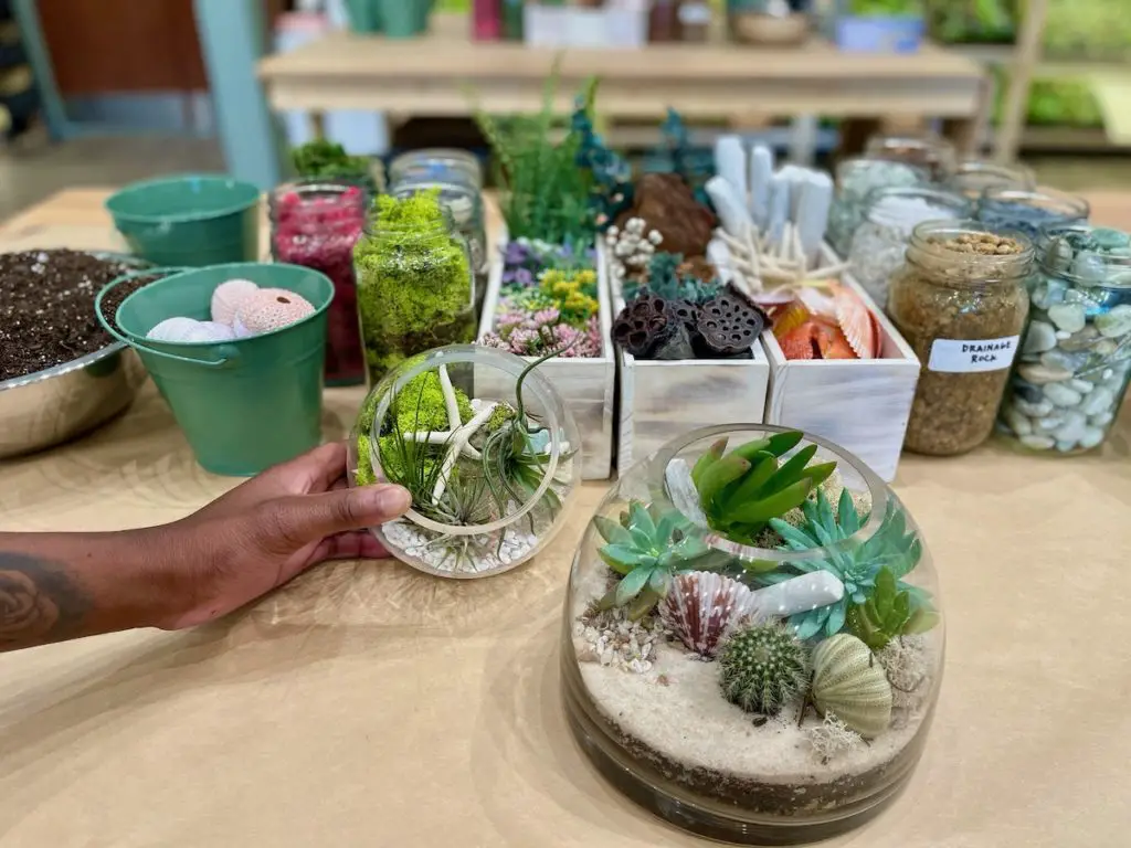 Plant and Terrarium Workshop Store PlantHouse To Grow Roots in Decatur - Photo