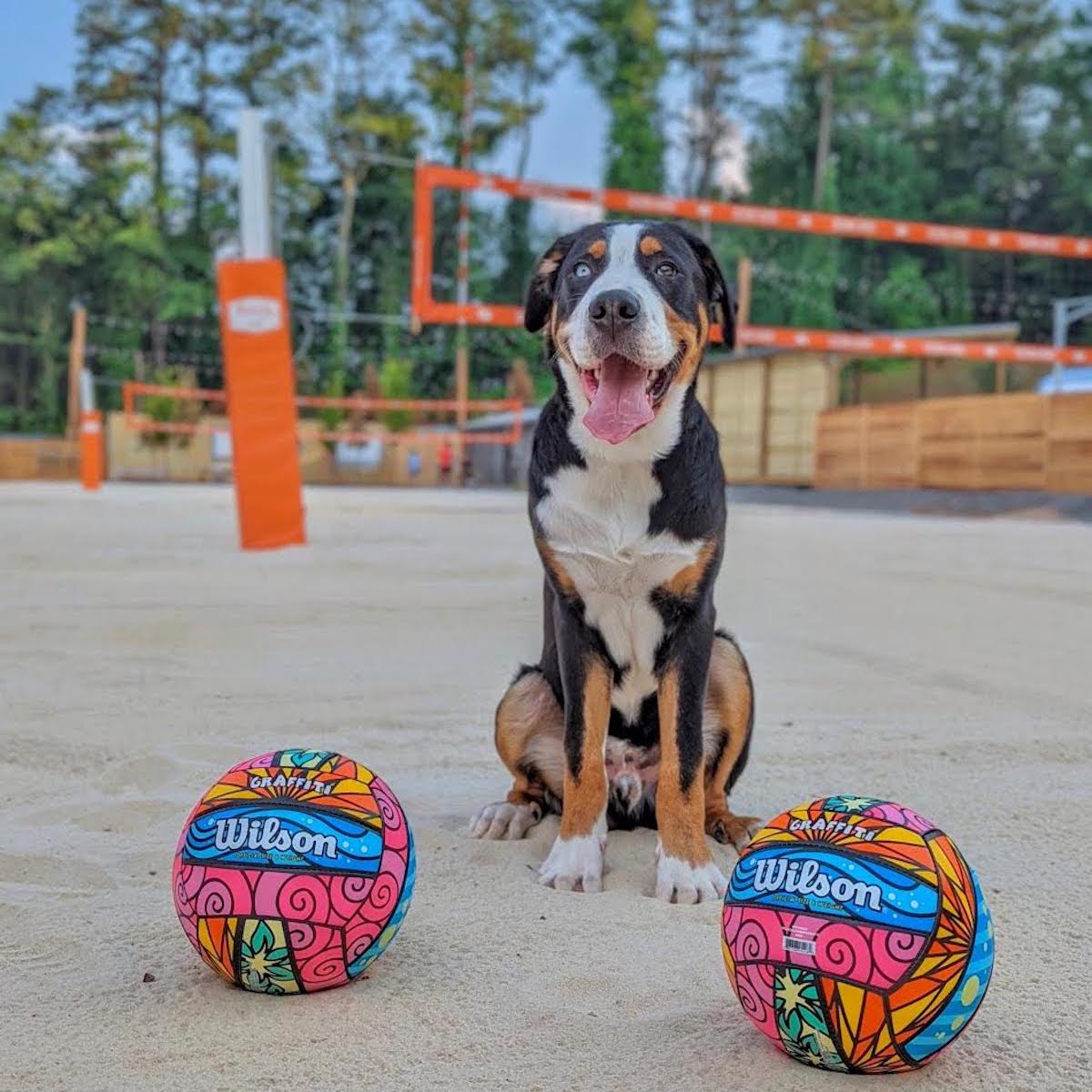 Fetch Park Debuts in Alpharetta With Volleyball Courts -- An Addition Not Seen at Its Other Parks - 1